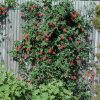 Honeysuckle 'Major Wheeler' #1 - Image 2